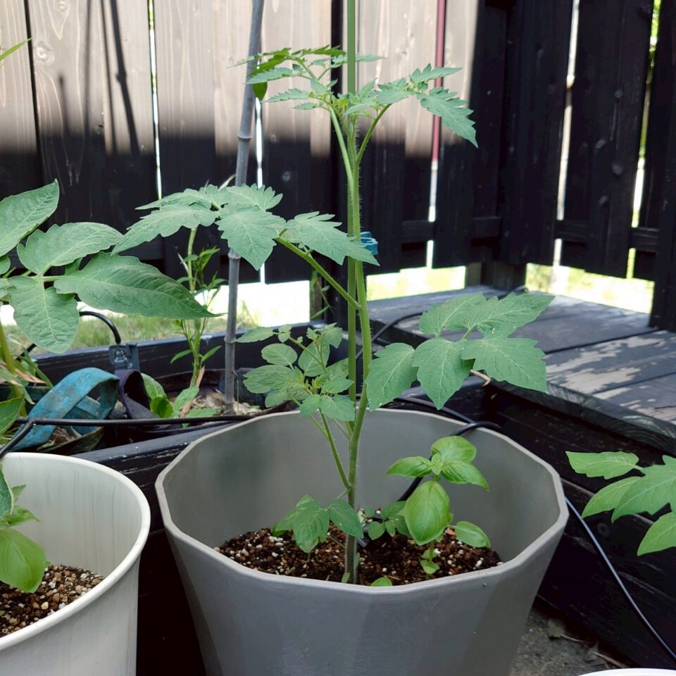 イタリアントマトプランター③-2025/7/8