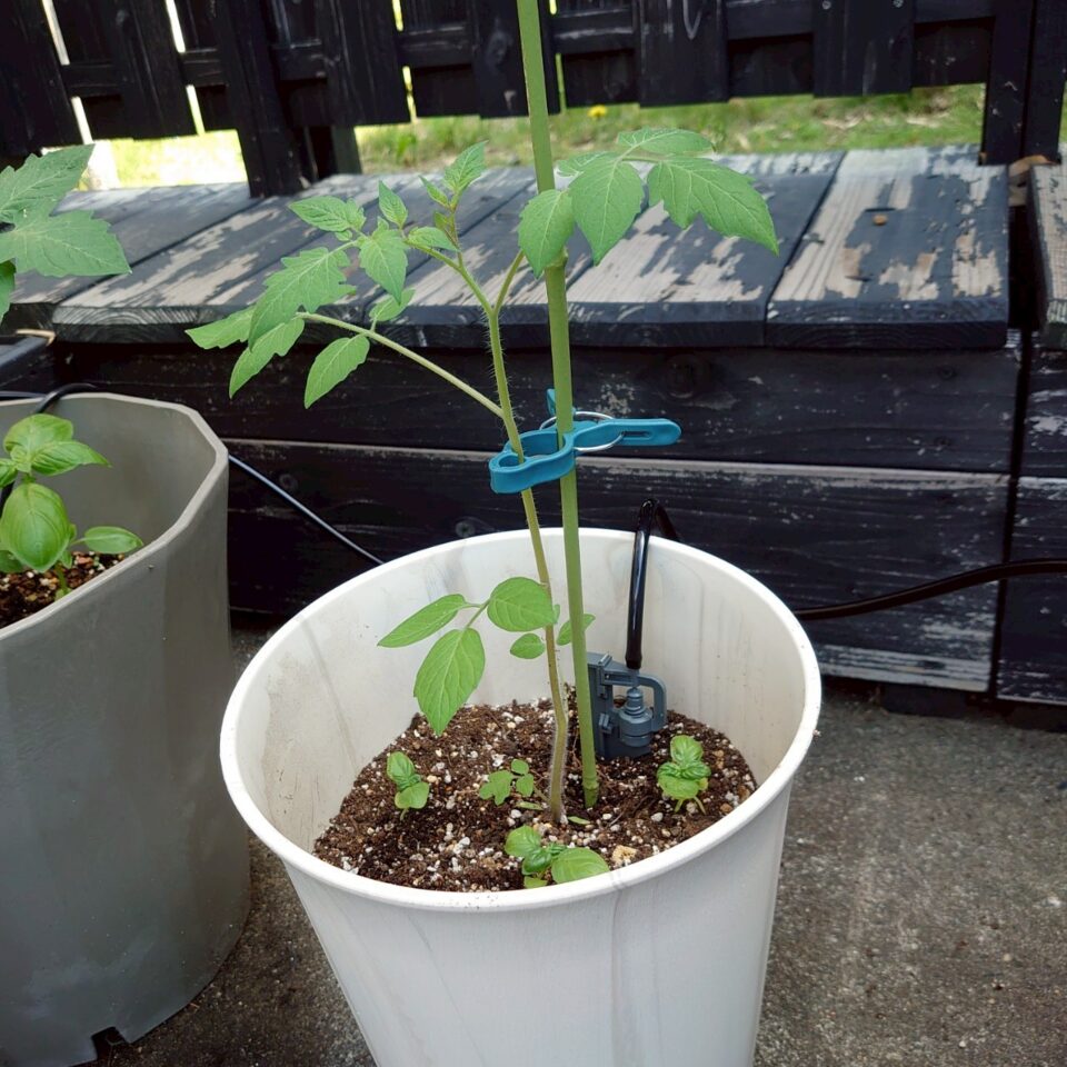 イタリアントマトプランター④-2025/7/8