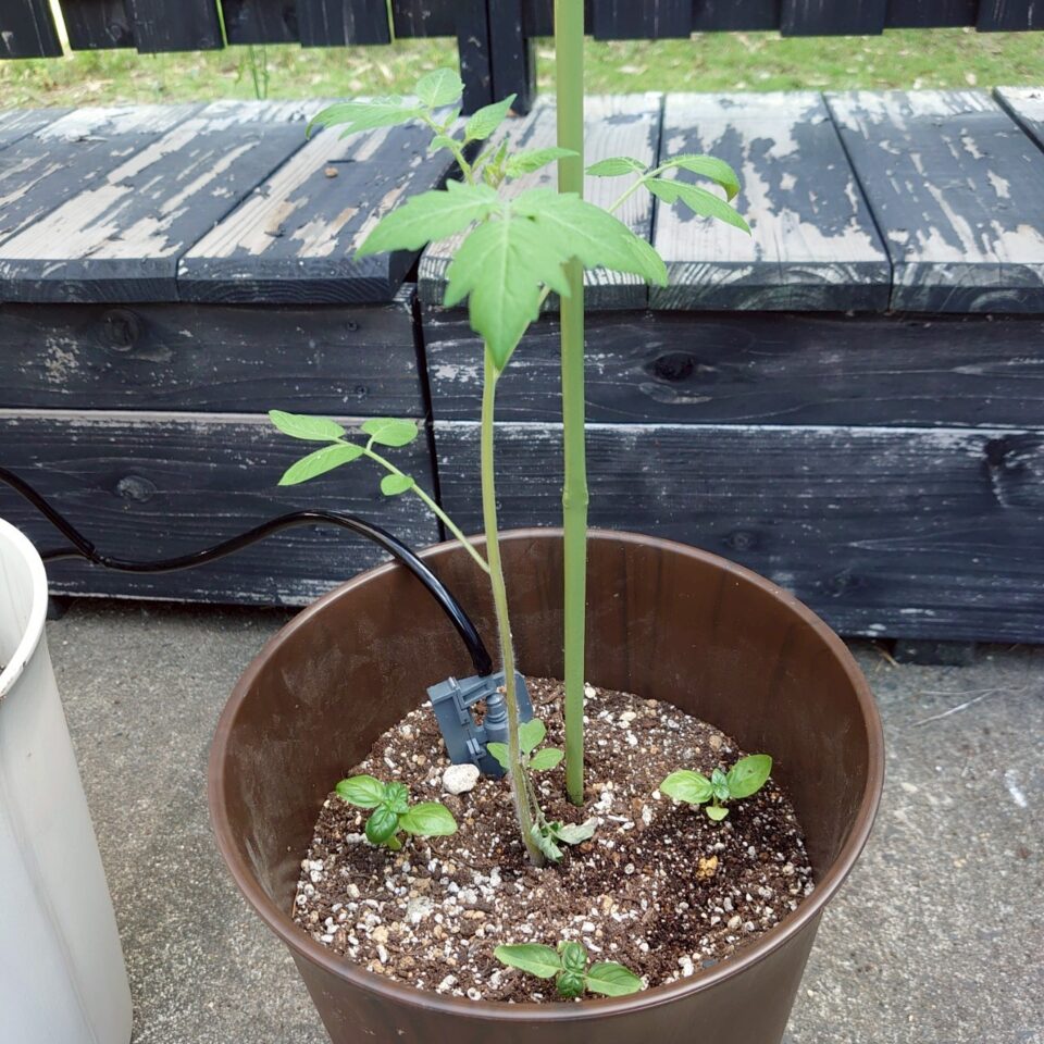 イタリアントマトプランター⑤-2025/7/8