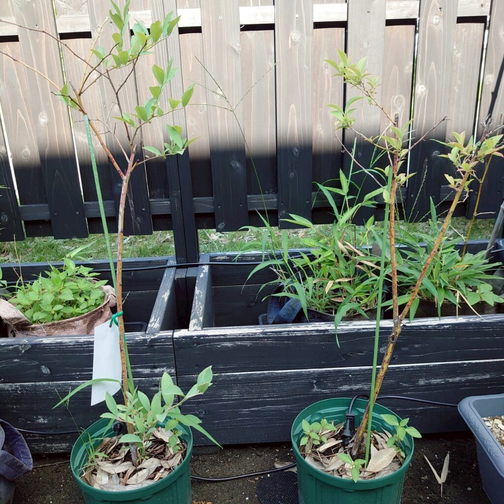 ブルーベリー-2025/7/8