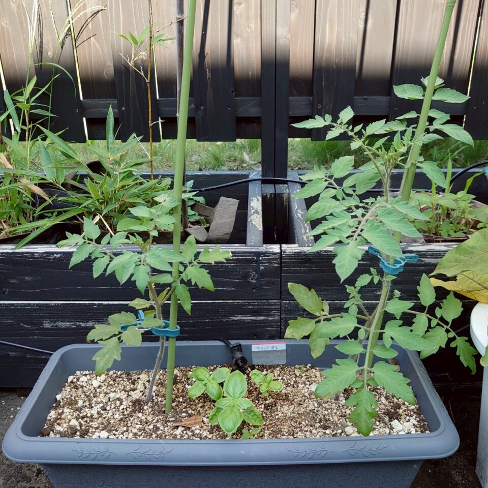 フルティカプランター-2025/7/9