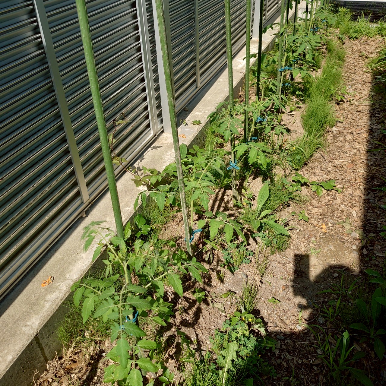 イタリアン、あまうま、フルティカ露地-2025/7/9