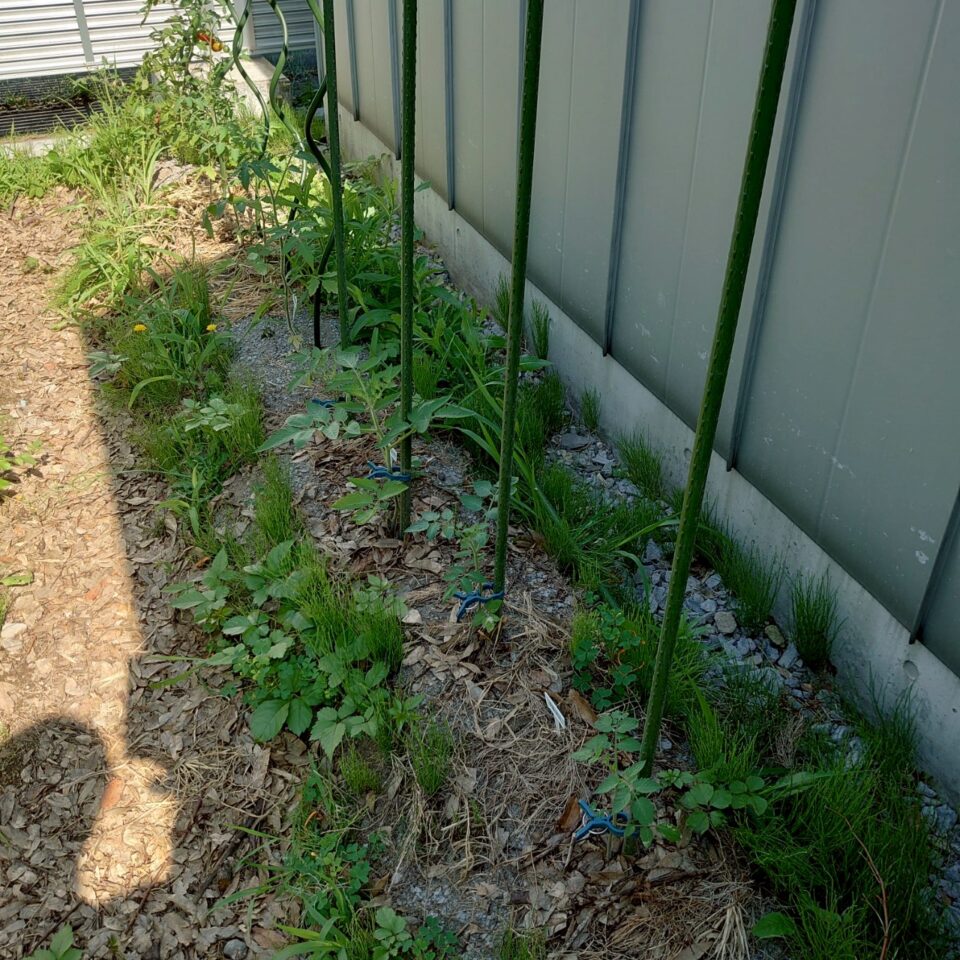 千恋、イタリアン、あまうま、フルティカ露地-2025/7/9