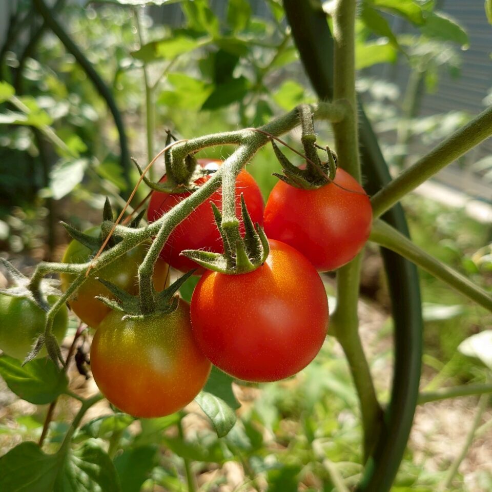 フルティカ路地①-2025/7/9