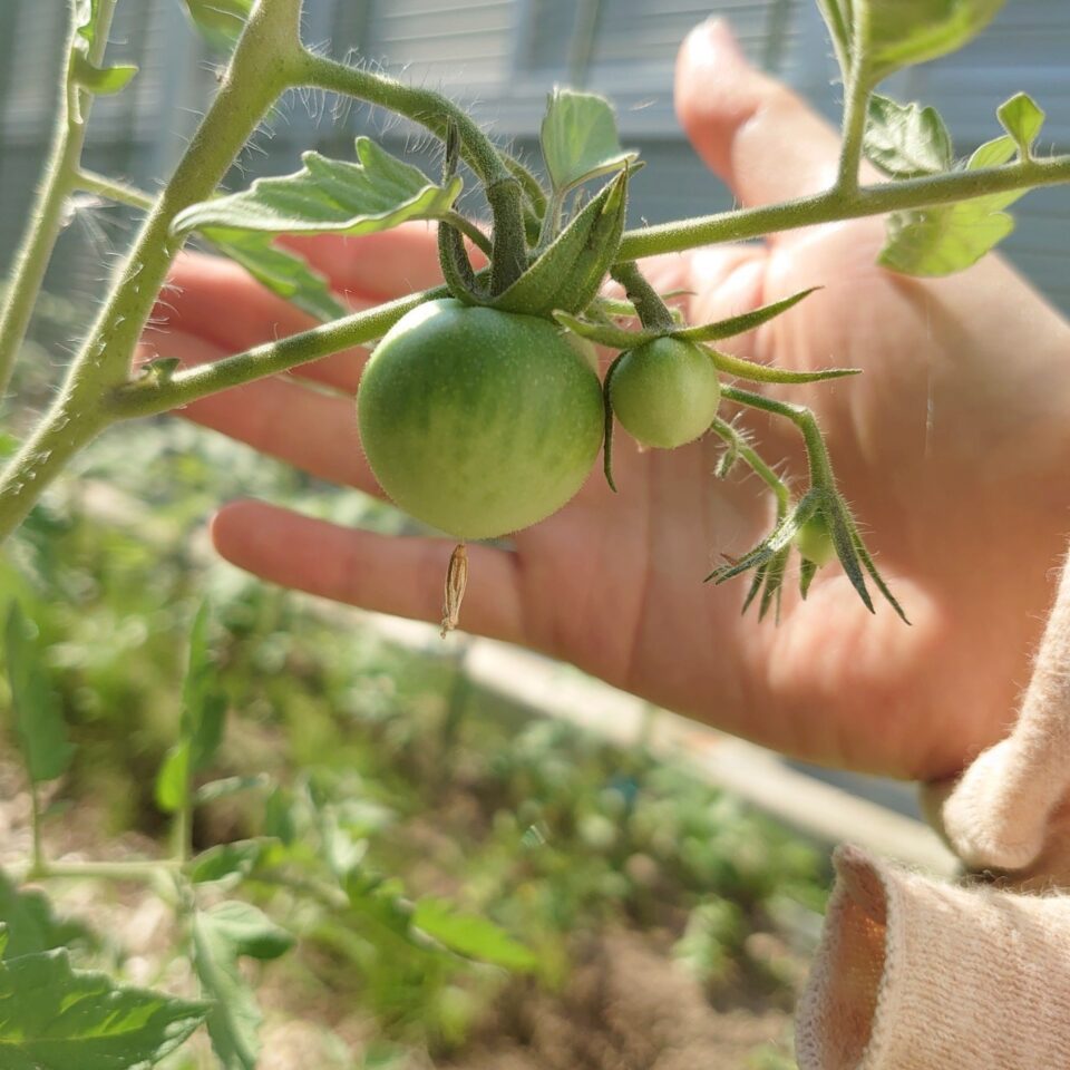 フルティカ路地②-2025/7/9