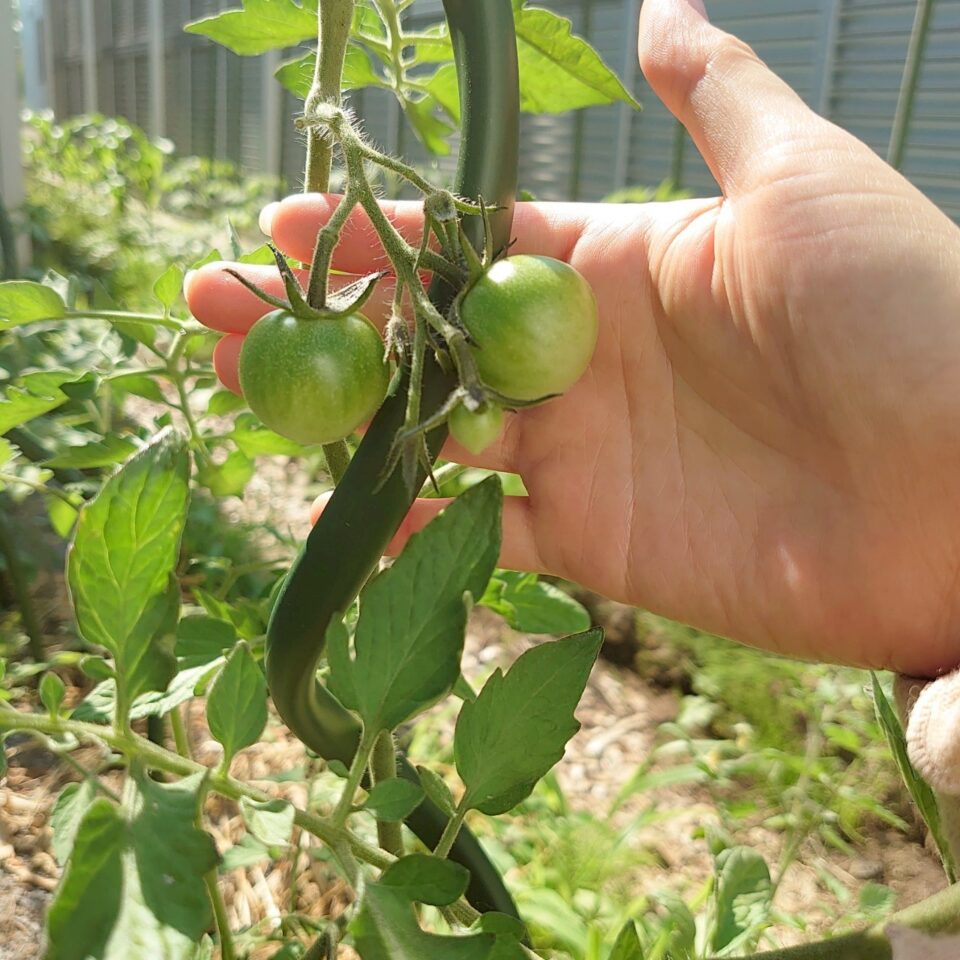 フルティカ路地③-2025/7/9