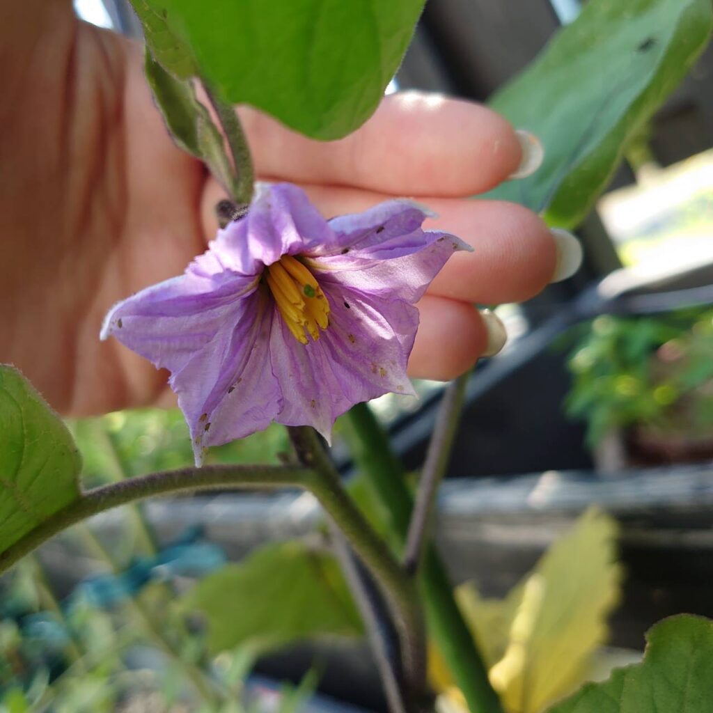 なすプランター②-2025/7/9