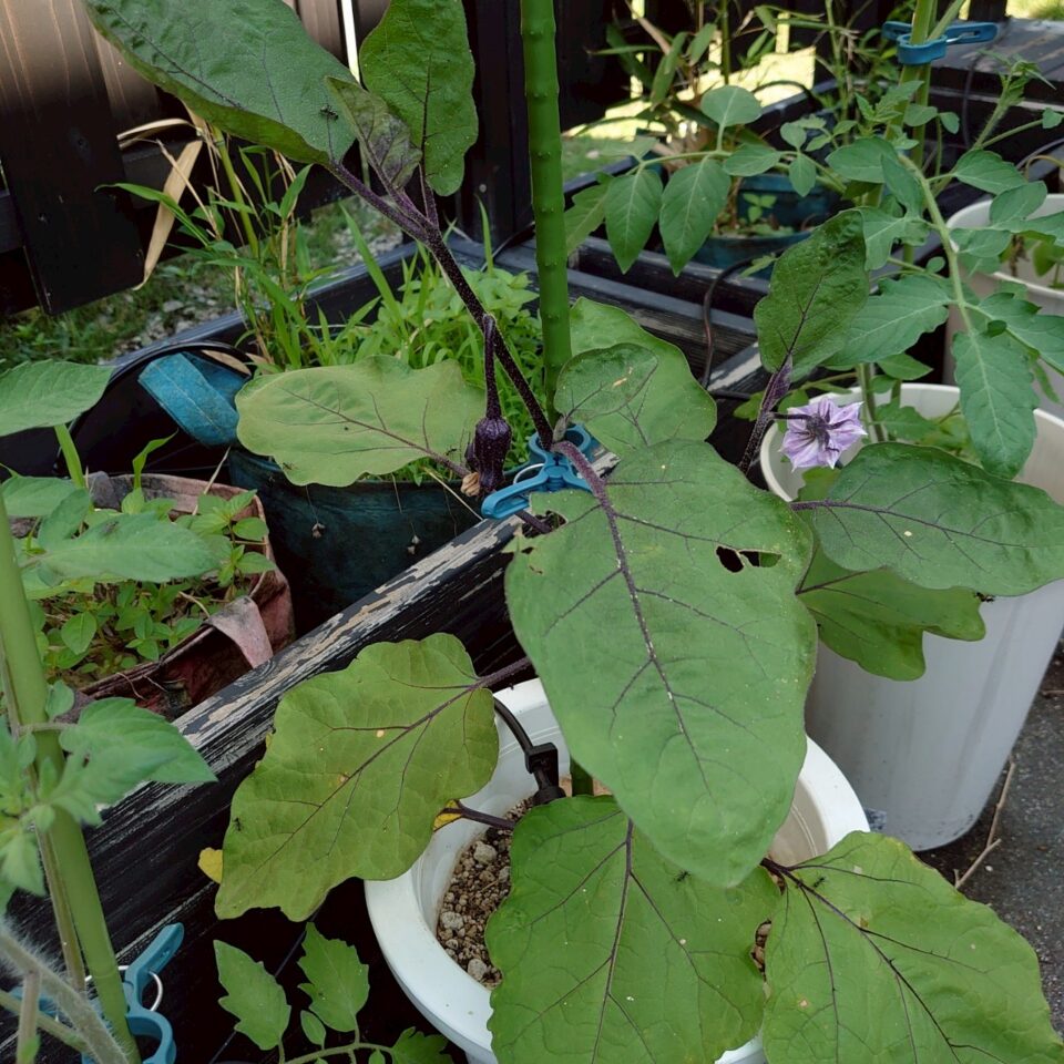 なすプランター①-2025/7/9