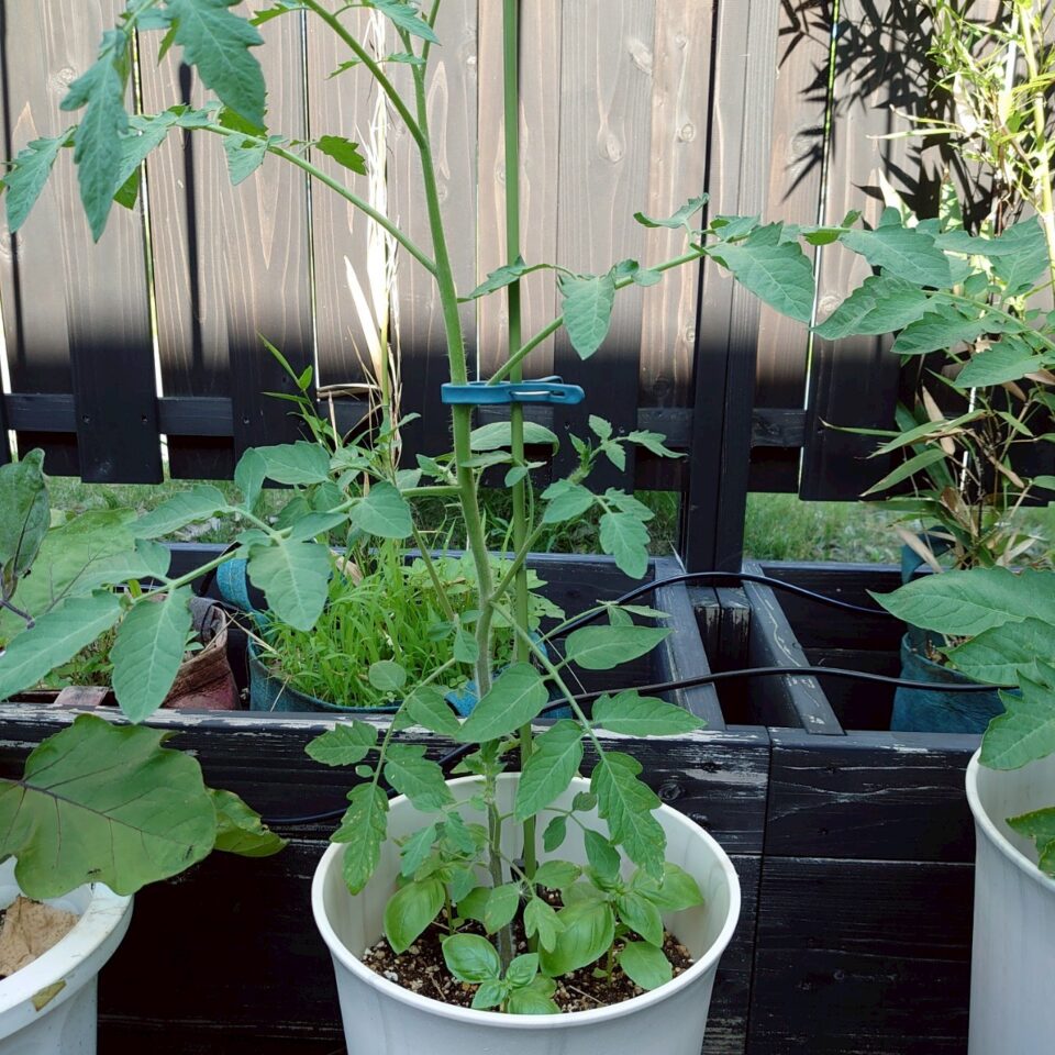 イタリアントマトプランター①-2025/7/9