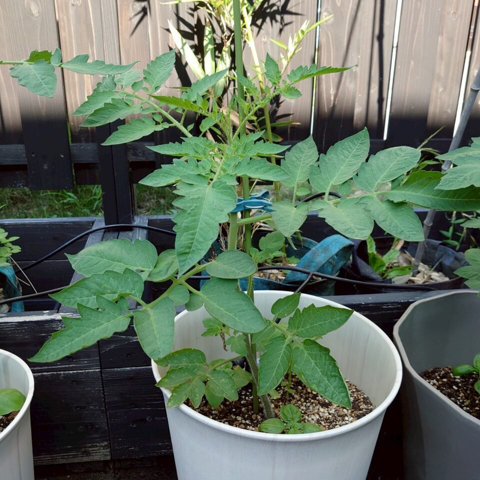イタリアントマトプランター②-2025/7/9