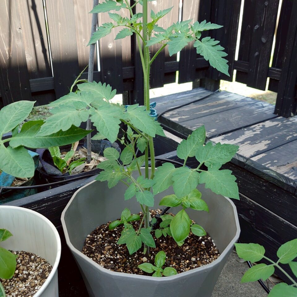 イタリアントマトプランター③-2025/7/9