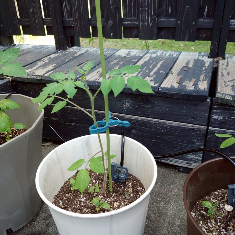 イタリアントマトプランター④-2025/7/9