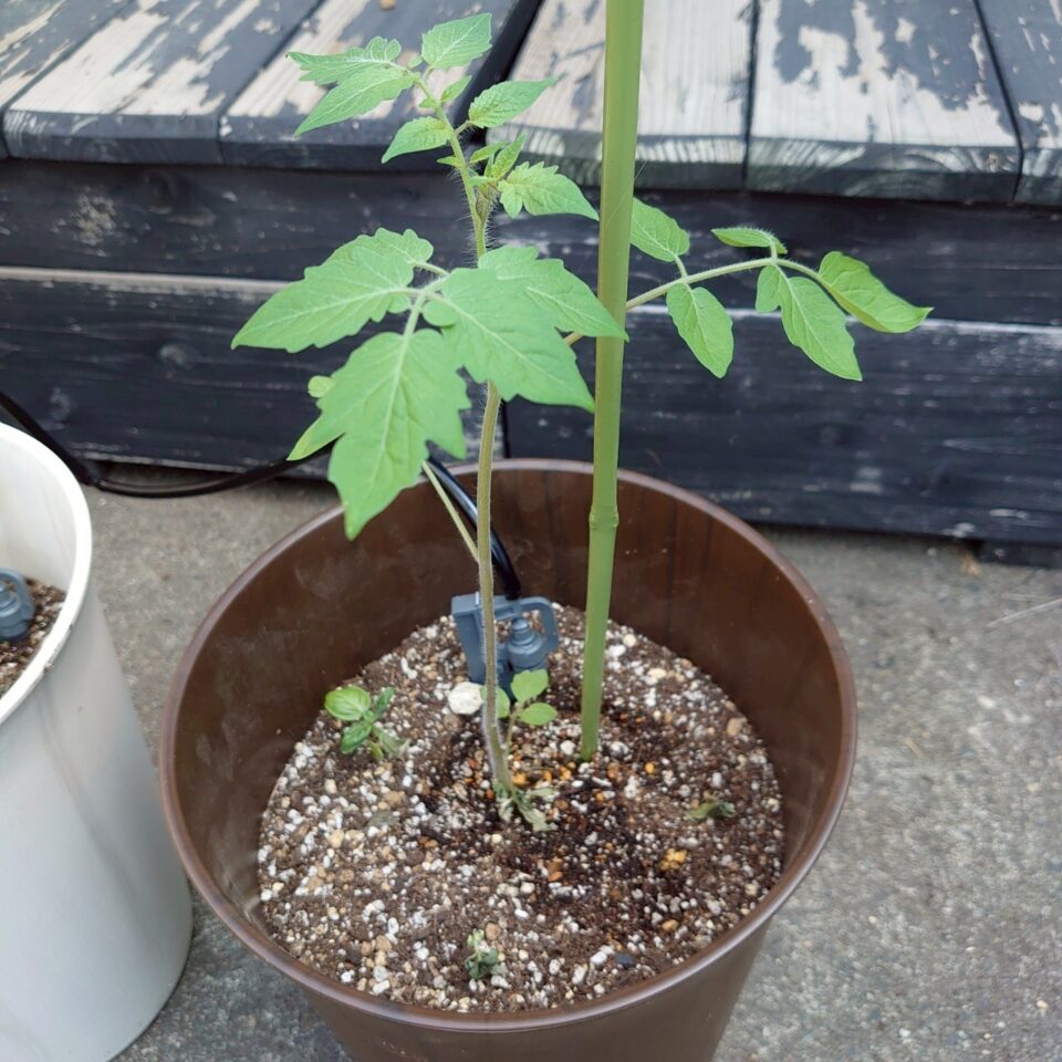 イタリアントマトプランター⑤-2025/7/9