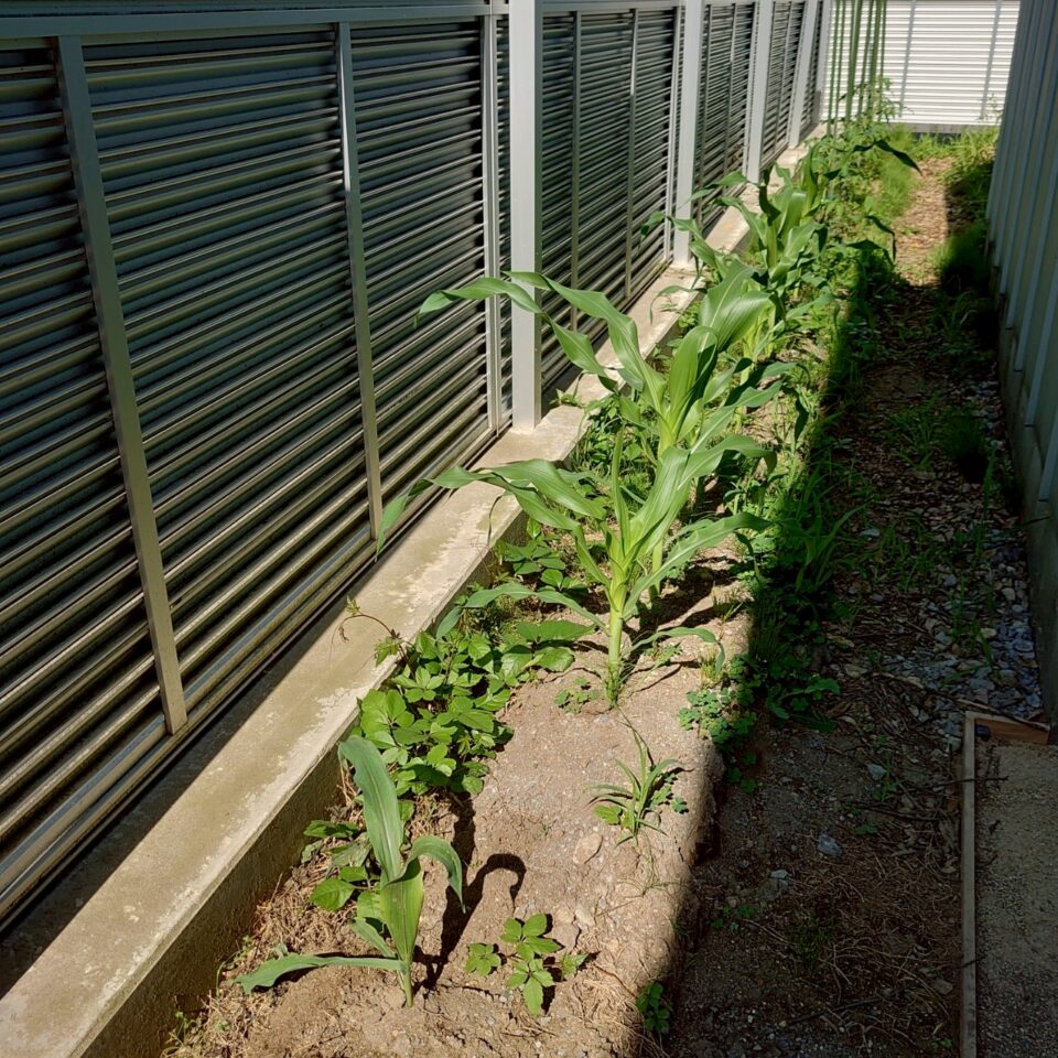 コーンビッグ露地①-2025/7/9