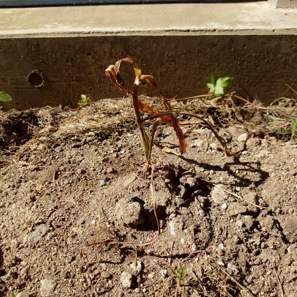 コーンビッグ露地②-2025/7/9