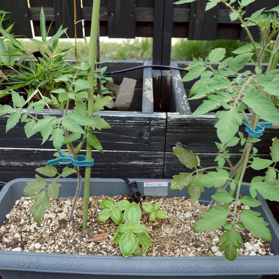 フルティカプランター-2025/7/10