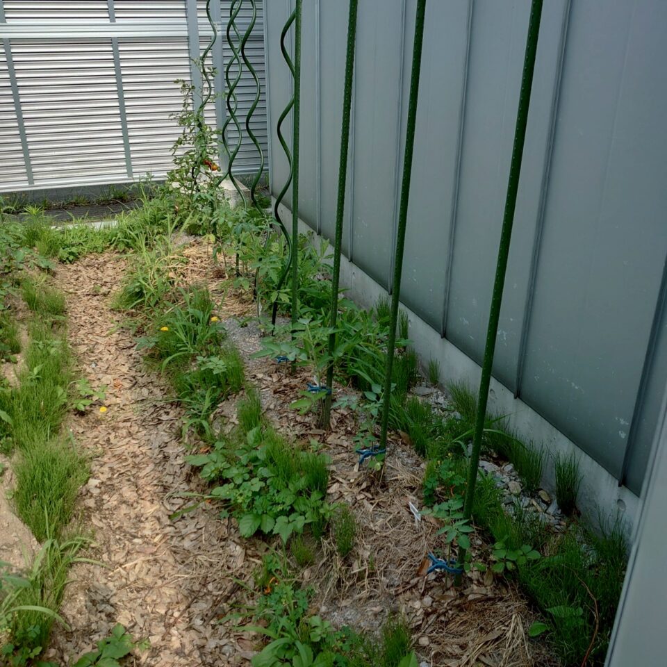 千恋、イタリアン、あまうま、フルティカ露地-2025/7/10