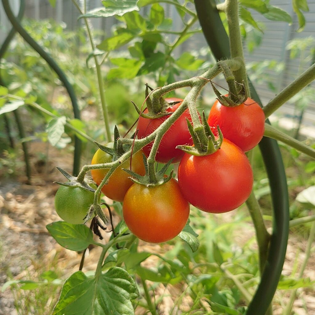 フルティカ路地①-2025/7/10