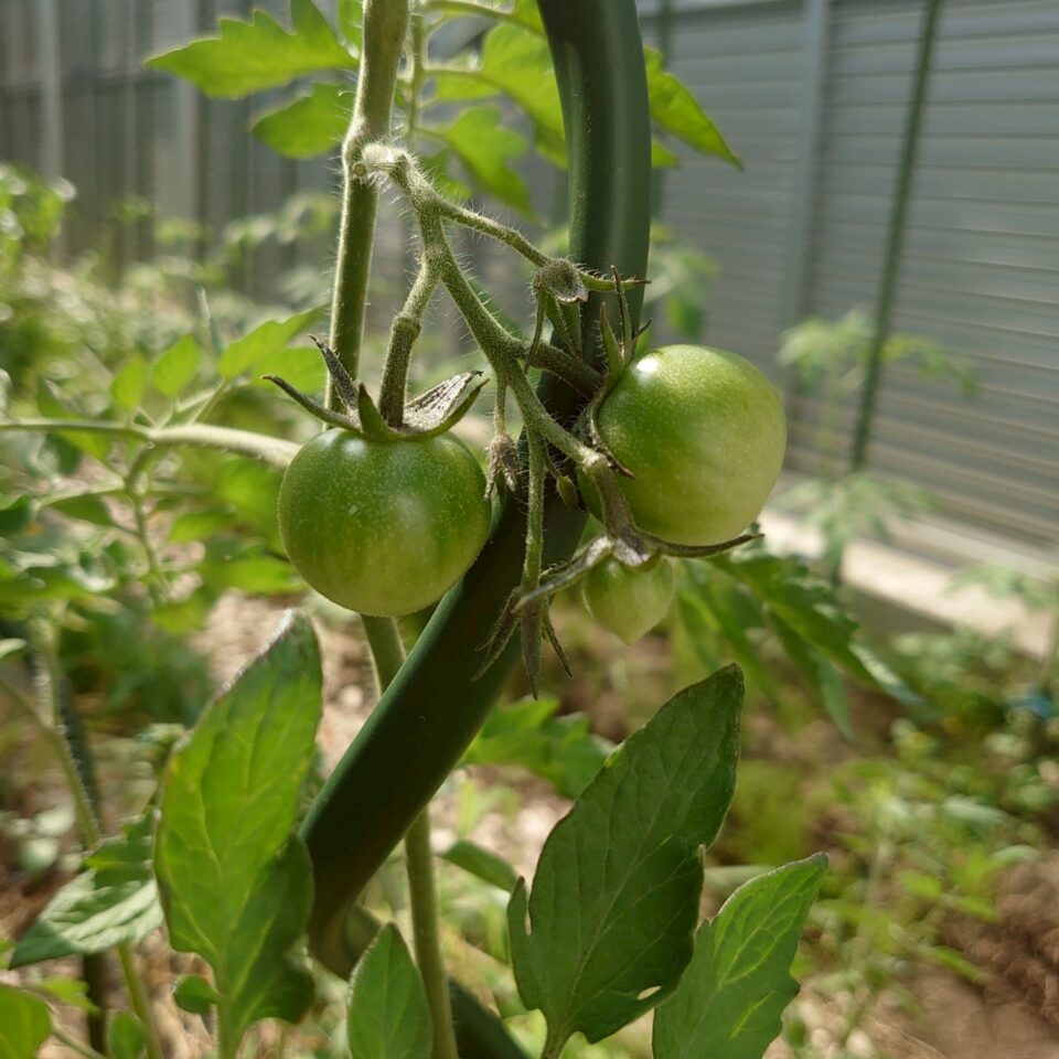 フルティカ路地②-2025/7/10