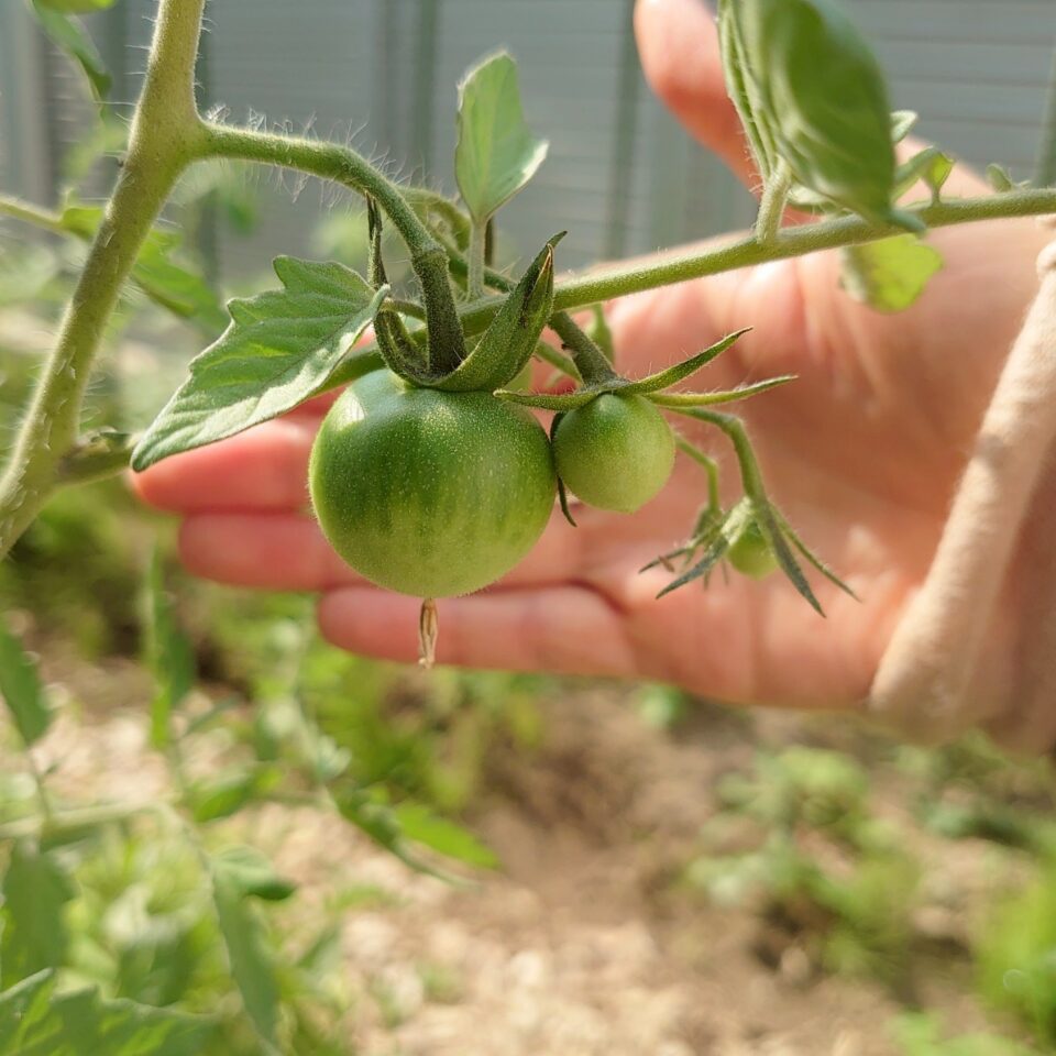 フルティカ路地③-2025/7/10