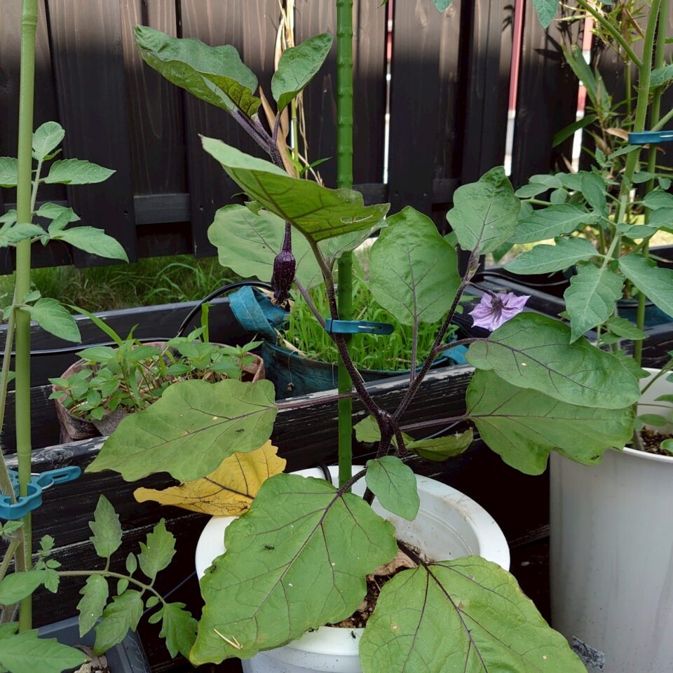 なすプランター-2025/7/10