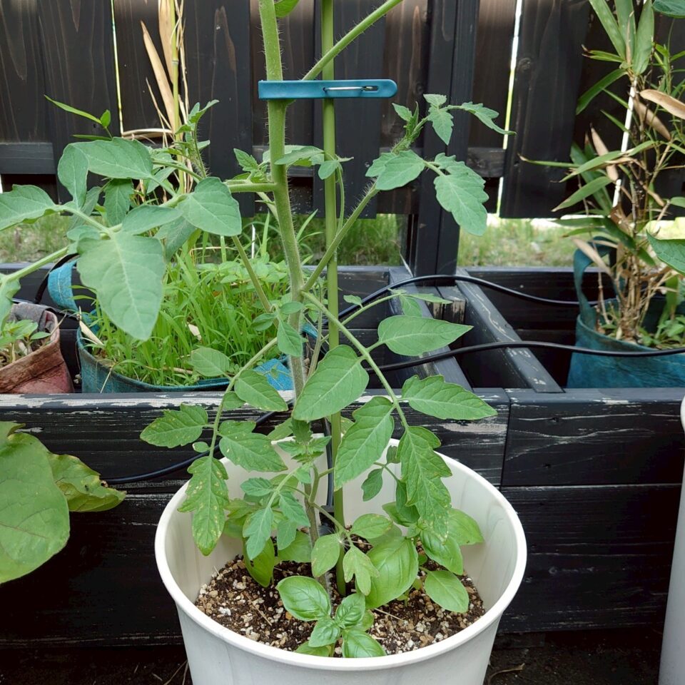 イタリアントマトプランター①-2025/7/10