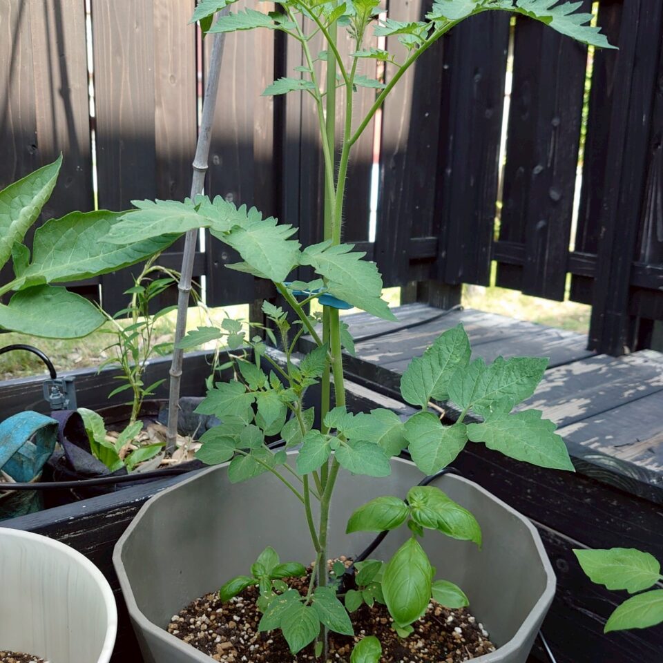 イタリアントマトプランター③-2025/7/10