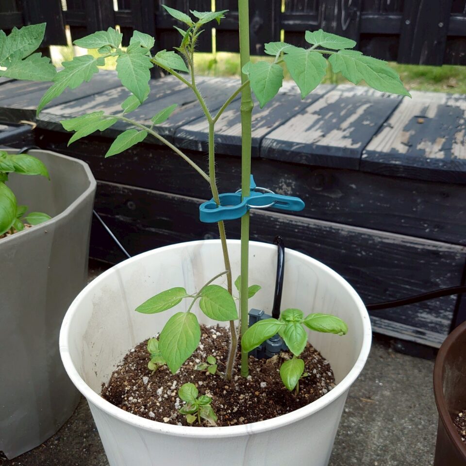 イタリアントマトプランター④-2025/7/10