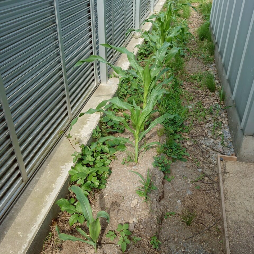 コーンビッグ露地①-2025/7/10