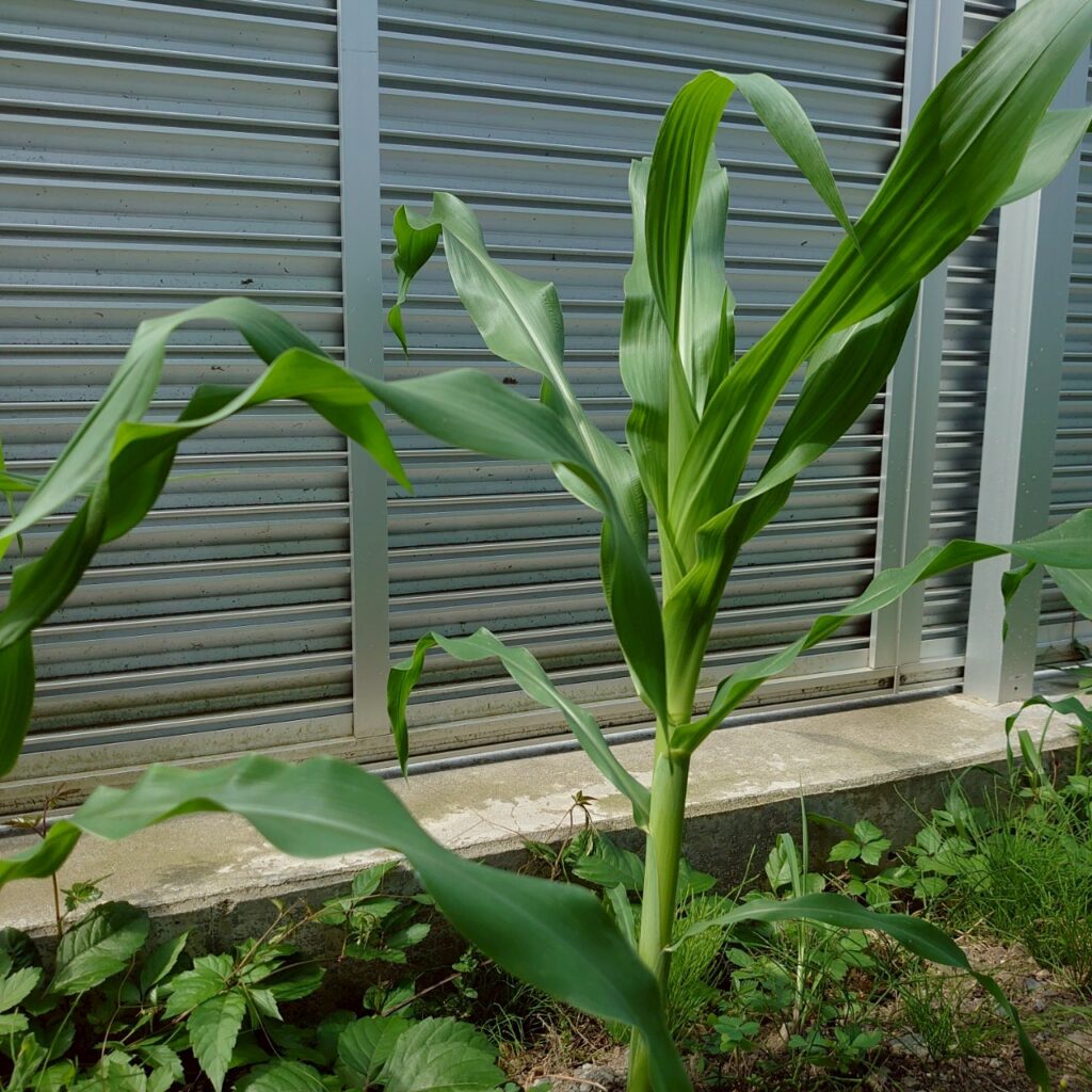 コーンビッグ露地②-2025/7/10