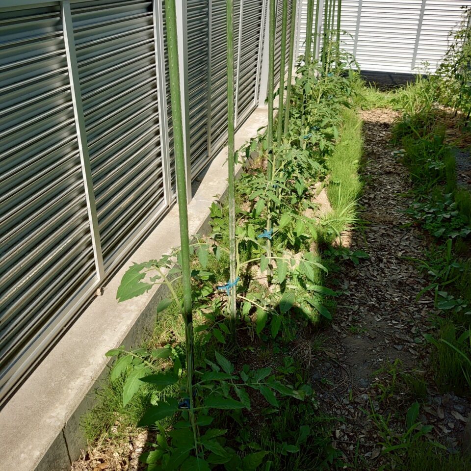 イタリアン、あまうま、フルティカ露地-2025/7/14