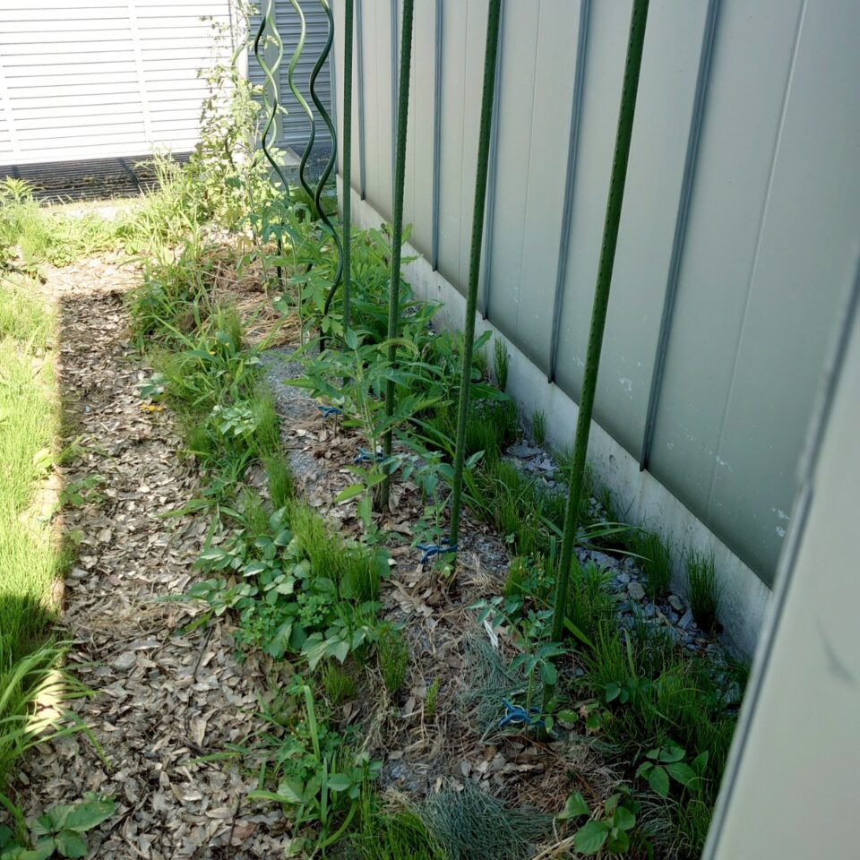 千恋、イタリアン、あまうま、フルティカ露地-2025/7/14