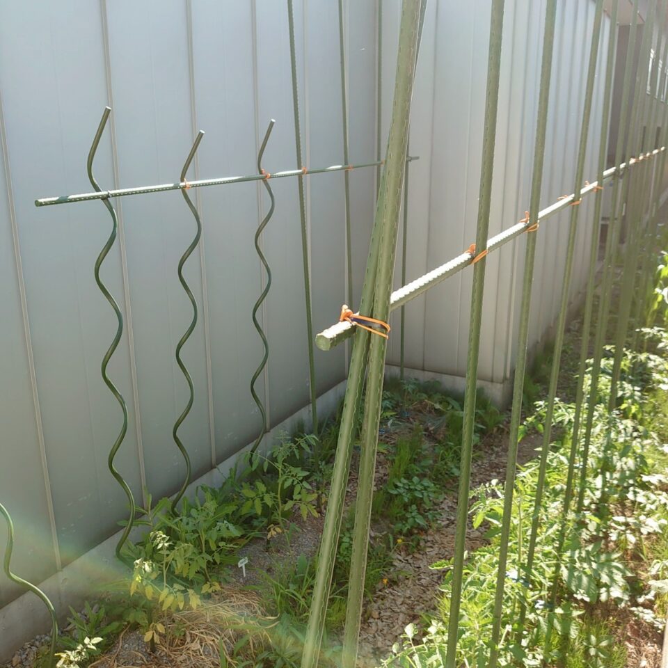 トマト露地修復後の支柱-2025/7/14