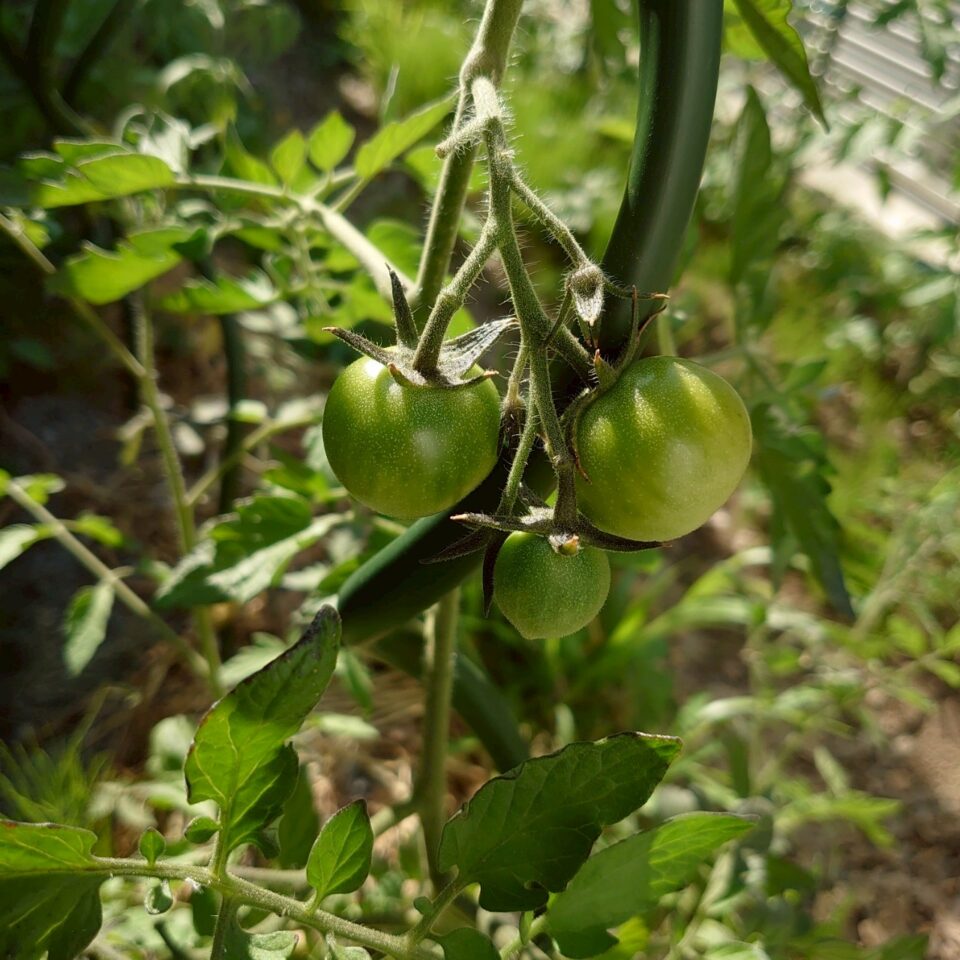 フルティカ路地②-2025/7/14