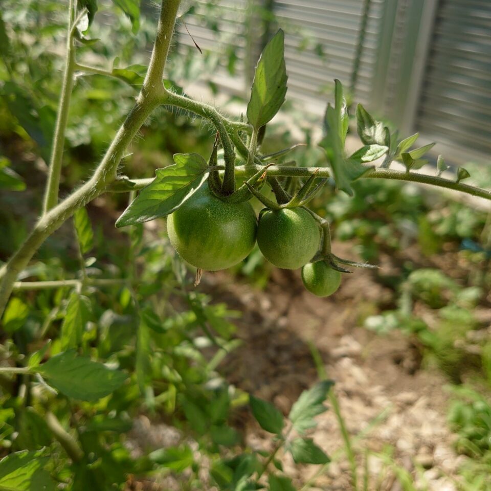 フルティカ路地③-2025/7/14
