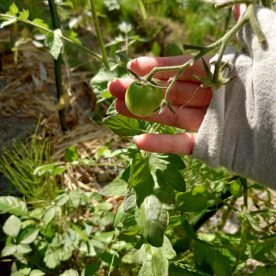 フルティカ路地①-2025/7/14