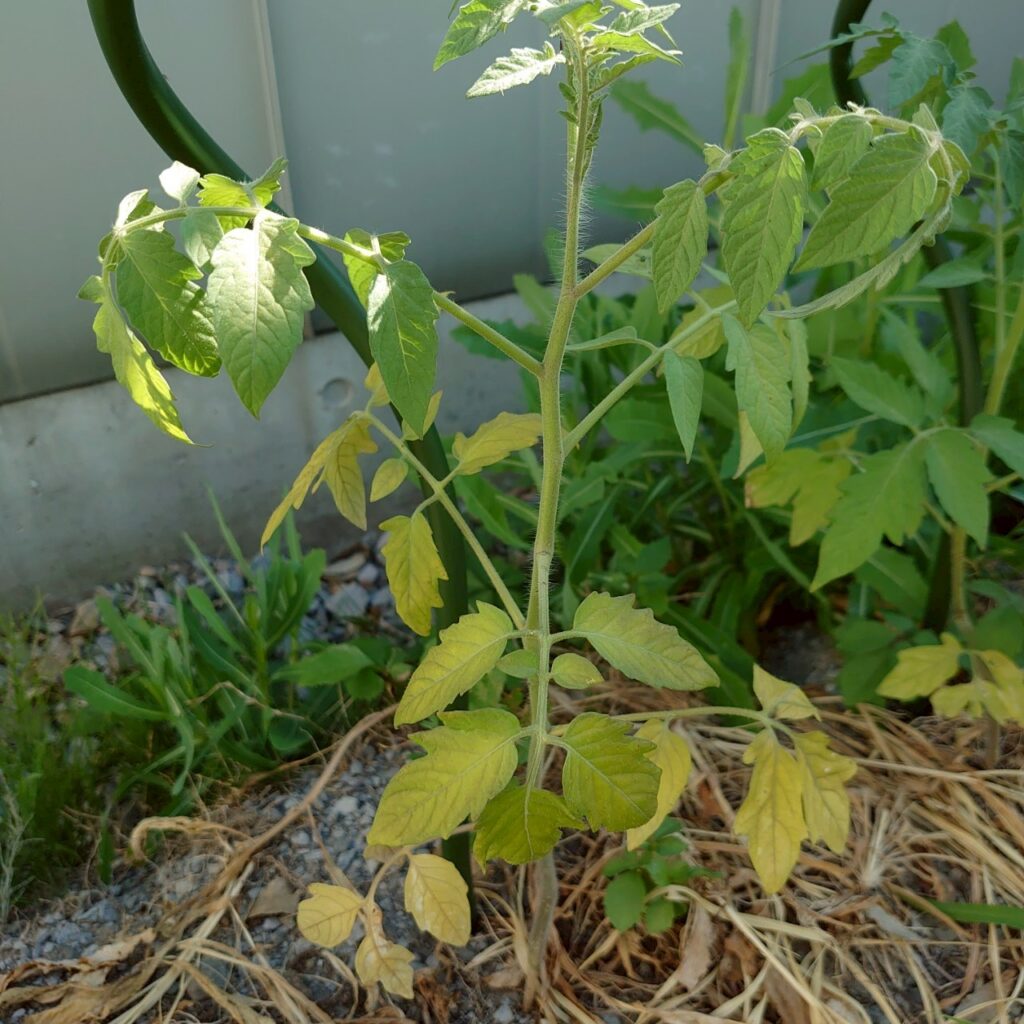 フルティカ路地-2025/7/14