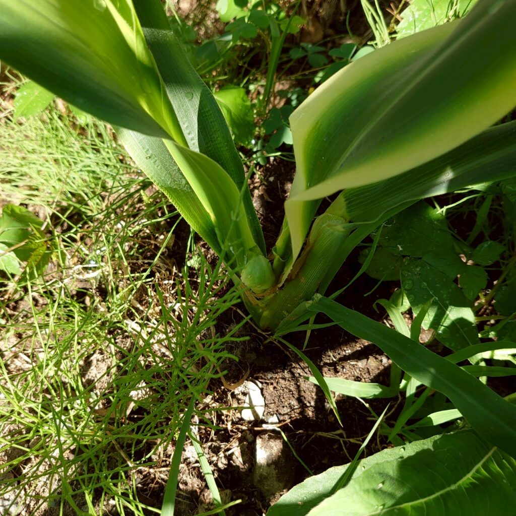 コーンビッグ露地③-2025/7/14