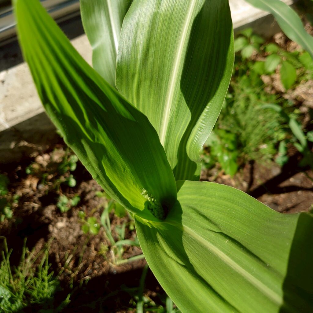 コーンビッグ露地④-2025/7/14