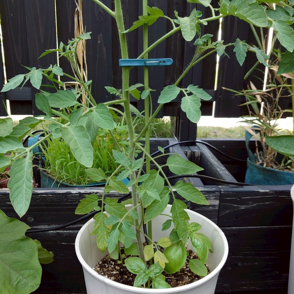 イタリアントマトプランター①-2025/7/14