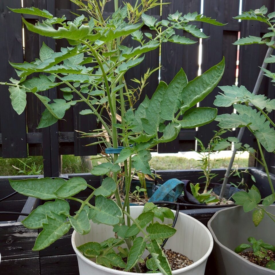 イタリアントマトプランター②-2025/7/14