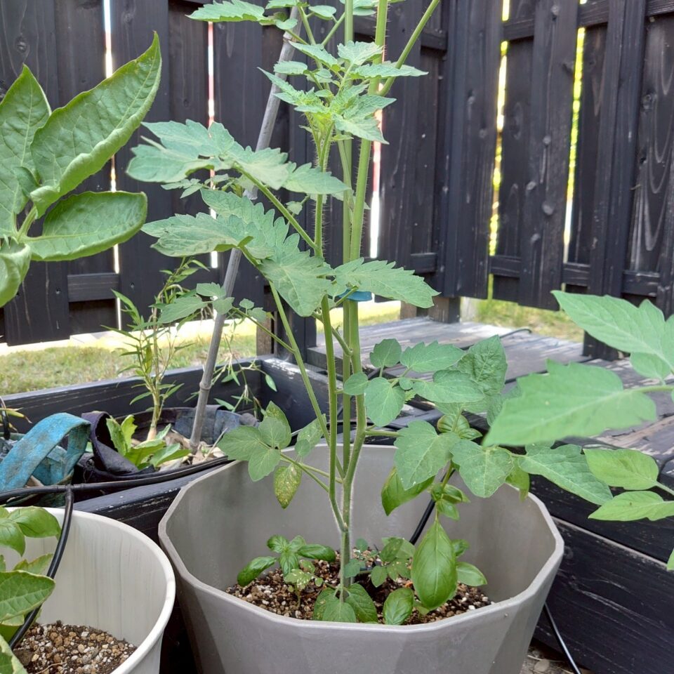 イタリアントマトプランター③-2025/7/14