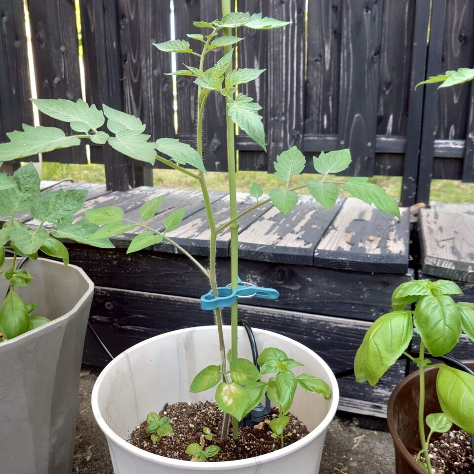 イタリアントマトプランター④-2025/7/14