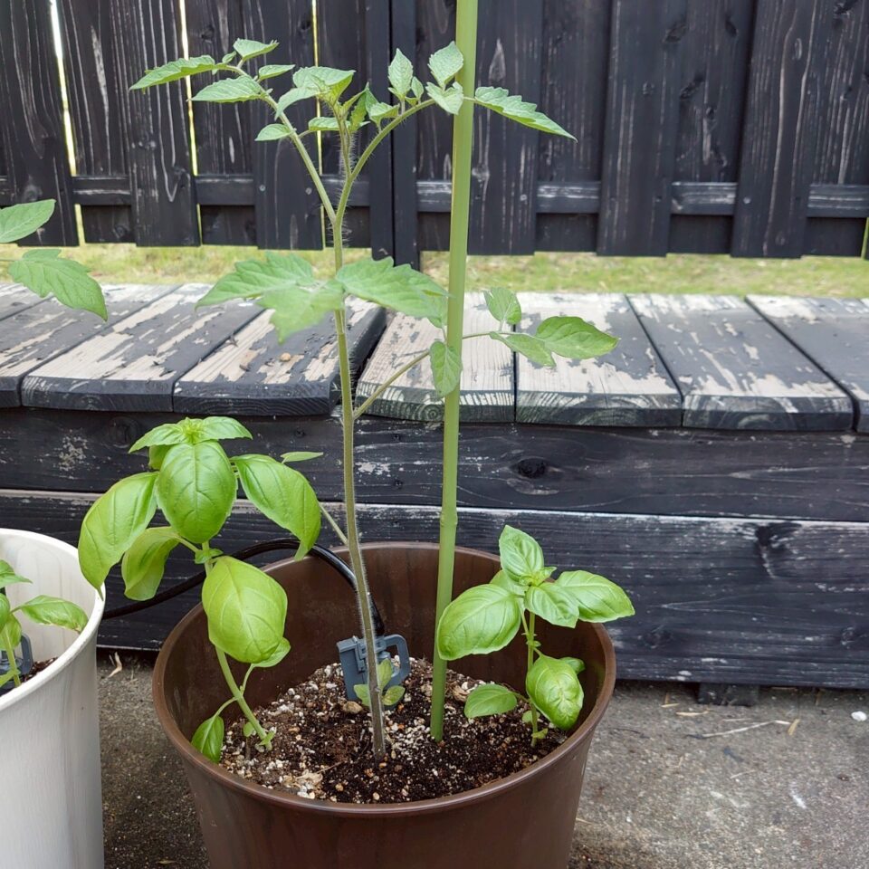 イタリアントマトプランター⑤-2025/7/14