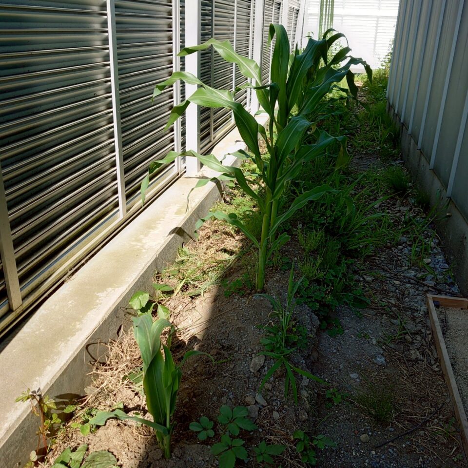 コーンビッグ露地①-2025/7/14