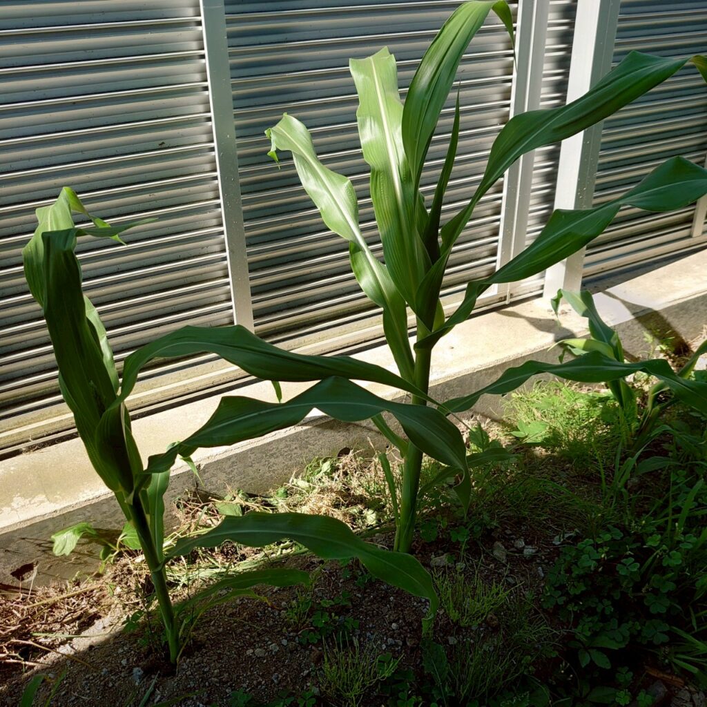 コーンビッグ露地②-2025/7/14