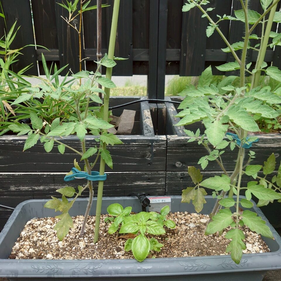 フルティカプランター①-2025/7/15