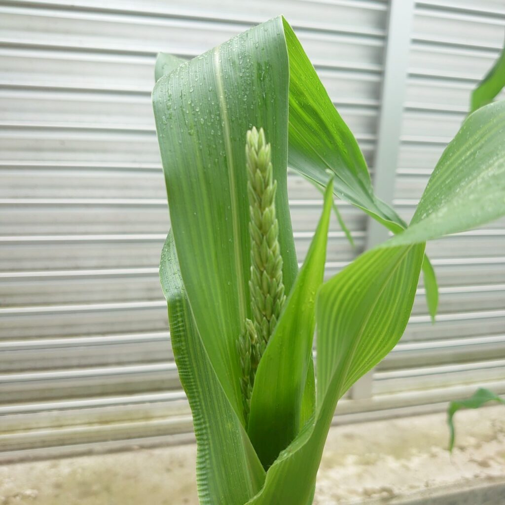 コーンビッグ露地②-2025/7/15