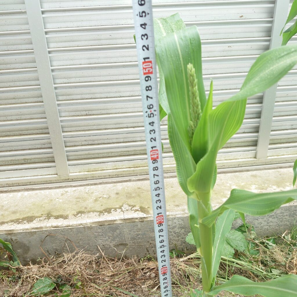 コーンビッグ露地③-2025/7/15