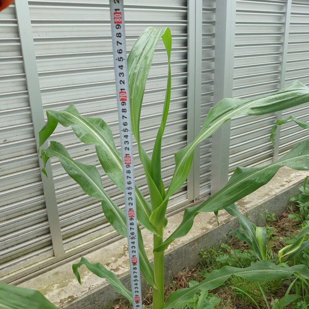 コーンビッグ露地④-2025/7/15
